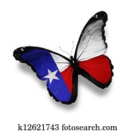 Texas flag butterfly, isolated on white Texas flag butterfly, isolated on white
