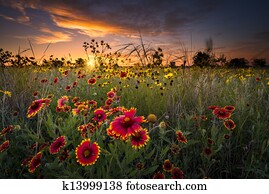 texas, wildflowers, em, amanhecer