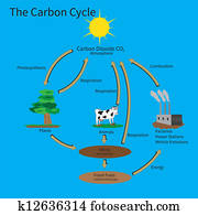 The Carbon Cycle The Carbon Cycle