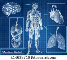 The Human Blueprint concept The Human Blueprint concept