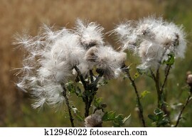 Thistledown Stock Photos and Images. 22 thistledown pictures and