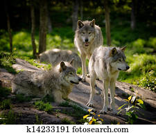 Three Eastern Timber Wolves Pack