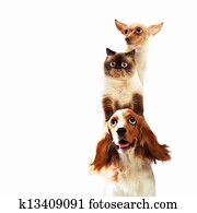 Three home pets Three home pets