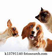 Three home pets Three home pets