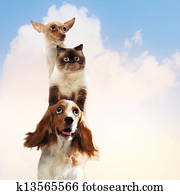 Three home pets Three home pets