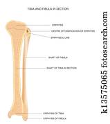 tibia, og, fibula., beinbein