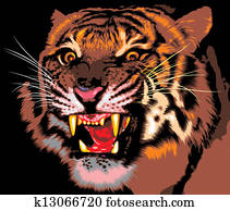 tiger of the jungle tiger of the jungle