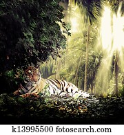 tiger tiger