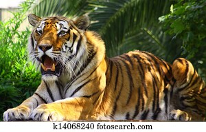 Tiger Tiger