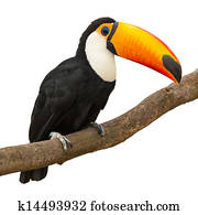 Toucan