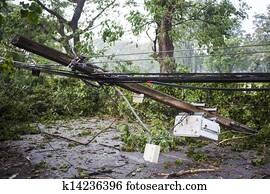 Tree Down in Wind Damage Tree Down in Wind Damage