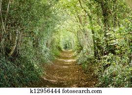 Tree lined path Tree lined path