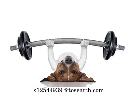 treinador pessoal, cão