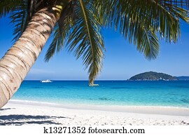 tropicais, areia branca, praia, com, coqueiros