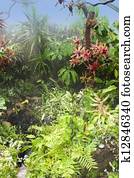 Tropical rainforest Tropical rainforest