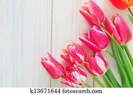 Tulips Tulips