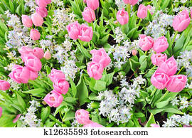 tulips tulips