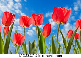 tulips tulips