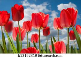 tulips tulips