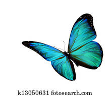 Turquoise butterfly flying, isolated on white background Turquoise butterfly flying, isolated on white background