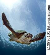 turtle turtle