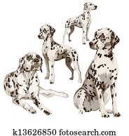 Two puppies and two adult Dalmatians Two puppies and two adult Dalmatians