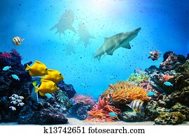Underwater scene. Coral reef, fish groups, sharks in clear ocean water Underwater scene. Coral reef, fish groups, sharks in clear ocean water