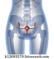 Uterus Drawing | cog17033 | Fotosearch