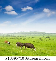 vacas, em, a, gramado