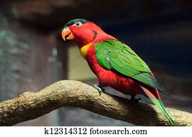 vacker, röd, papegoja, fågel, tillsluta