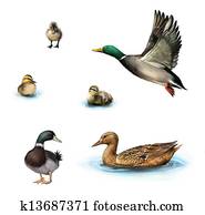 vatten fåglar, flygning, anka, anka, in de vatten, stående, manlig, anka, ankungar, in de vatten, isolerat, vita, bakgrund.