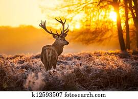 veado, em, manhã, Sun.