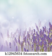 Vector Lavender Background Vector Lavender Background