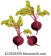 Vegetable beet isolated on white background Vegetable beet isolated on white background