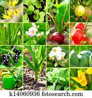 vegetable garden collection vegetable garden collection