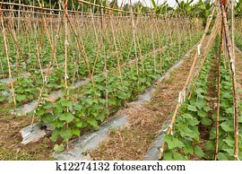 vegetable garden vegetable garden