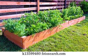 Vegetable garden Vegetable garden