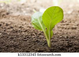 vegetables growing out of soil vegetables growing out of soil
