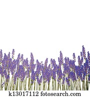 vektor, lavendel, hintergrund vektor, lavendel, hintergrund