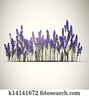 vektor, lavendel, hintergrund vektor, lavendel, hintergrund