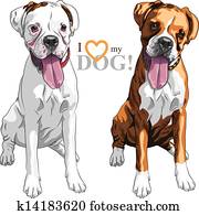 vektor, skizze, zwei, einheimischer hund, boxer, rasse vektor, skizze, zwei, einheimischer hund, boxer, rasse