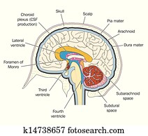Ventricles of the brain Ventricles of the brain