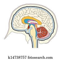 Ventricles of the brain Ventricles of the brain