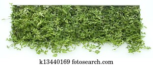 Vertical Garden Cutout