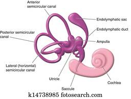 Vestibular apparatus of the ear Vestibular apparatus of the ear