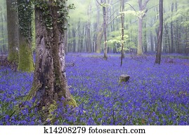Vibrant bluebell carpet Spring forest foggy landscape Vibrant bluebell carpet Spring forest foggy landscape
