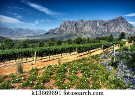 Vineyard in stellenbosch, South Africa