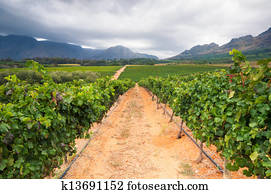 Vineyard - Stellenbosch, Western Cape, South Africa