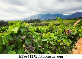 Vineyard - Stellenbosch, Western Cape, South Africa