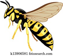 wasp wasp